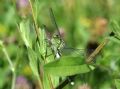 Ophiogomphus cecilia